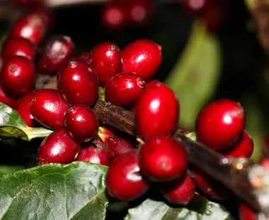 Safra de café 2022 pode chegar a 53,4 milhões de sacas